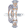 Rottweiler with water reflection