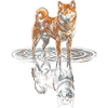 Shiba Inu with water reflection