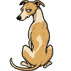 Whippet Greyhound Whippets Greyhound Owner
