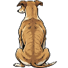 Whippet Greyhound Whippets Greyhound Owner
