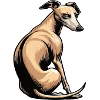 Whippet Greyhound Whippets Greyhound Owner