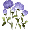 Fleur