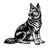 German Shepherd Sitting