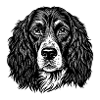 English Springer