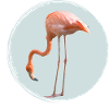 Flamant rose pastel en cercle