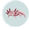 Pink Axolotl Skeleton Illustration