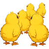 chick