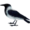 Hooded crow
