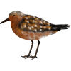 Knutt