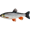 Döbel