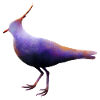 Kiebitz