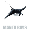 Rays Manta Rays