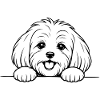 Malteser_Hund_mit_Pfoten_weiss