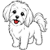 Maltese dog white