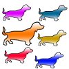 Dachshund