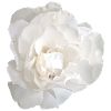 Elegant_White_Gardenia_Floral_Graphic