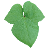 Green_Leaf_-_Tiny_Red_Spider