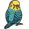 Budgerigars Budgie Owners Budgies