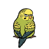 Budgerigars Budgie Owners Budgies