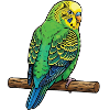Budgerigars Budgie Owners Budgies
