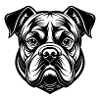 English bulldog