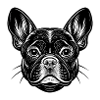 French bulldog face