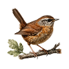 Wren — Ornithological illustration