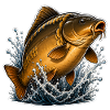 Spiegelkarpfen-Splash-Angel-Design