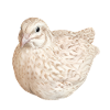 Zimtfleckige Wachtel Naturillustration