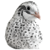 Schneewachtel Porträt