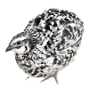 Quail Sparkel - Fairy