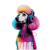 Poodle with headphones