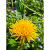 Wild dandelion in the spotlight 🌼