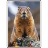 Murmeltiere Murmeltier