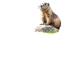 Murmeltiere Murmeltier