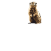 Murmeltiere Murmeltier