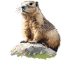 Murmeltiere Murmeltier