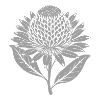Banksia