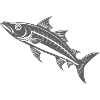 Barracuda
