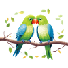 Kissing parrots on a branch