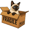 Cat Siamese