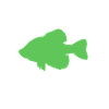 Sonnenbarsch Crappie Fisch Barsch