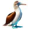 blue-footed booby