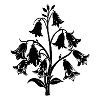 Glockenblumen
