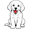 Golden_Retriever_Welpen_sitzend_weiss