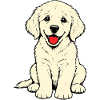 Golden_Retriever_Welpen_sitzend_beige