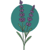 Lavande – motif floral botanique