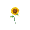 Sonnenblume