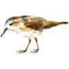 Zwergstrandläufer.1