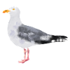 Silbermöve.1